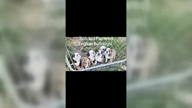Video preview image #2  Breeder Profile in SALEM, OR, USA