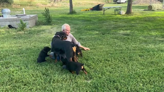 Video preview image #2 Rottweiler Puppy For Sale in WHITNEY, NE, USA