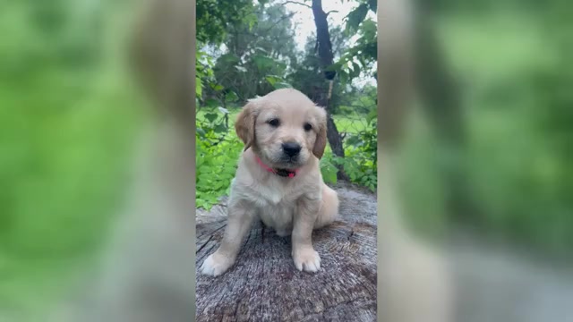 Video preview image #9 Golden Retriever Puppy For Sale in SAN MARCOS, TX, USA