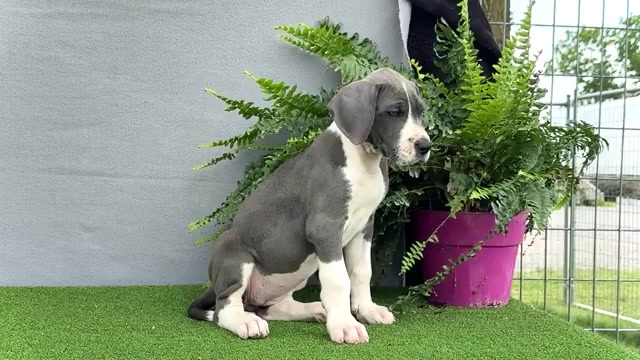 Video preview image #7 Great Dane Puppy For Sale in WAKARUSA, IN, USA