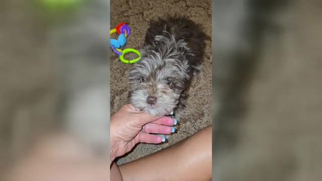 Video preview image #1 ShihPoo Puppy For Sale in DYERSBURG, TN, USA