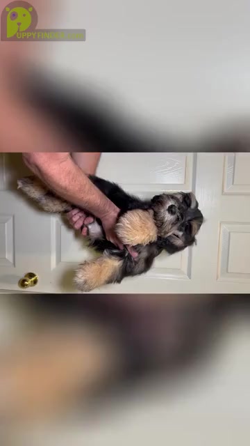 Video preview image #2 Schnauzer (Miniature) Puppy For Sale in RICHMOND, TX, USA