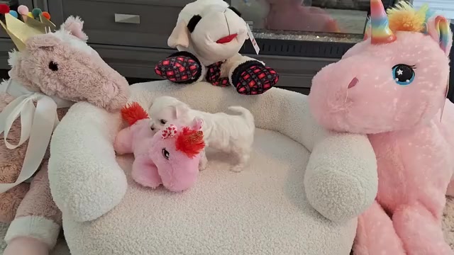 Video preview image #1 Maltese Puppy For Sale in CLERMONT, FL, USA