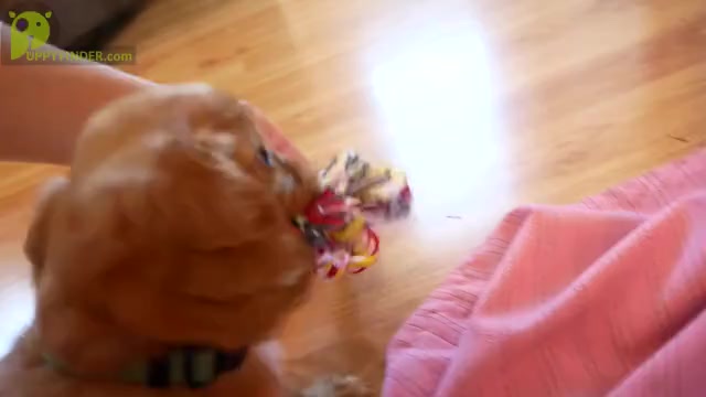 Video preview image #4 Cavalier King Charles Spaniel Puppy For Sale in MARCELLUS, MI, USA