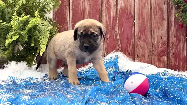 Video preview image #3 Mastiff Puppy For Sale in WAKARUSA, IN, USA