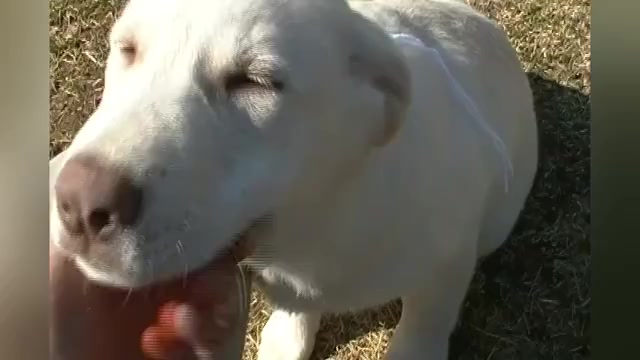 Video preview image #1 German Shepherd Dog Puppy For Sale in PIEDMONT, MO, USA