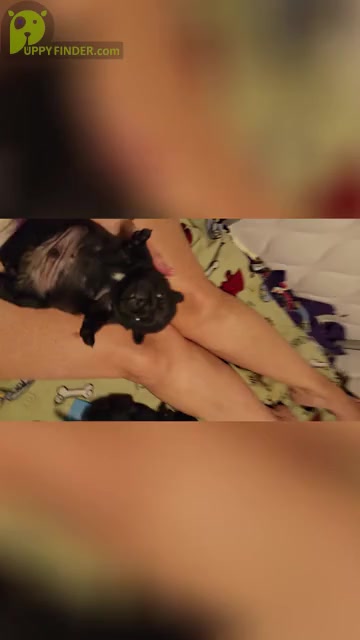 Video preview image #2  Breeder Profile in CINCINNATI, OH, USA