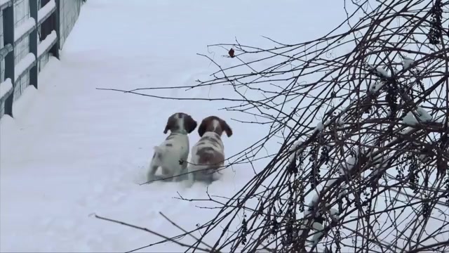 Video preview image #1 Brittany Puppy For Sale in ORRUM, NC, USA