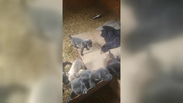 Video preview image #1 Cane Corso Puppy For Sale in NUNICA, MI, USA