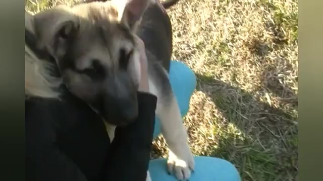 Video preview image #1 German Shepherd Dog Puppy For Sale in PIEDMONT, MO, USA