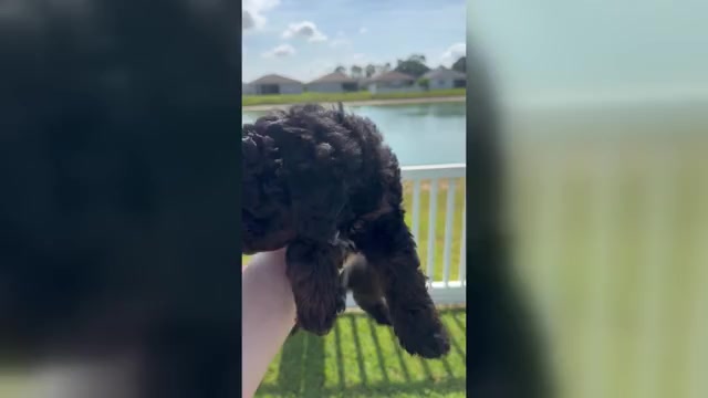 Video preview image #9 Miniature Bernedoodle Puppy For Sale in AUBURNDALE, FL, USA