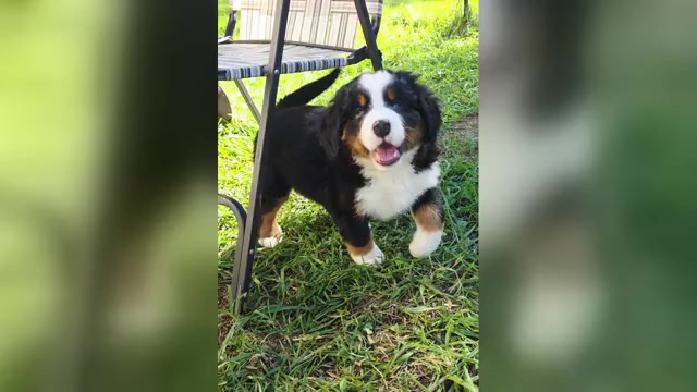 Video preview image #2 Bernese Mountain Dog Puppy For Sale in SUPERIOR, WI, USA