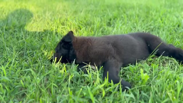 Video preview image #1 German Shepherd Dog Puppy For Sale in HOLDEN, MO, USA