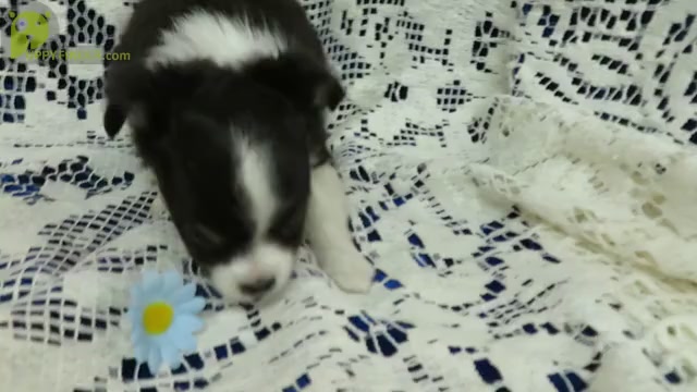 Video preview image #2 Chihuahua Puppy For Sale in GROVESPRING, MO, USA