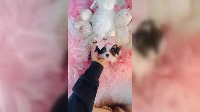 Video preview image #1 Morkie Puppy For Sale in TAMPA, FL, USA