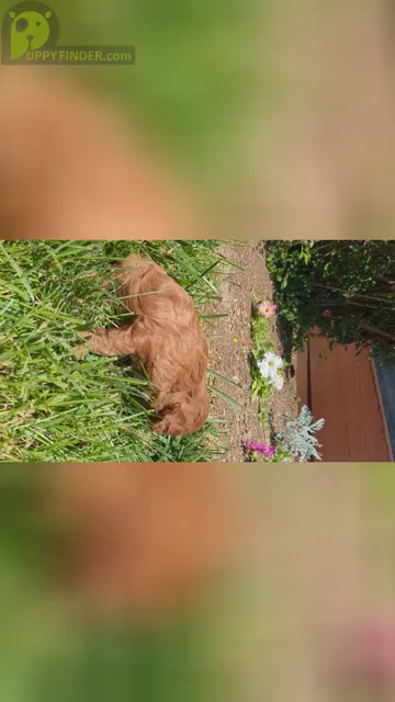Video preview image #1 Cavapoo Puppy For Sale in GOSHEN, IN, USA