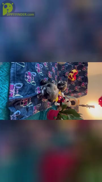 Video preview image #3 Shih Tzu Puppy For Sale in LEBANON, OR, USA