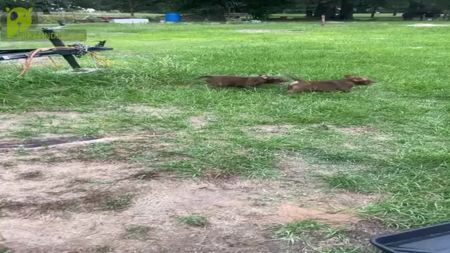 Video preview image #1 American Bully Puppy For Sale in TYLER, TX, USA