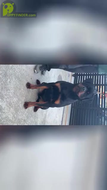 Video preview image #1 Rottweiler Puppy For Sale in Moscow, Moscow, Russia
