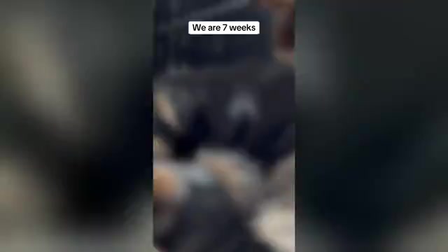 Video preview image #1  Breeder Profile in CLIFTON, NJ, USA