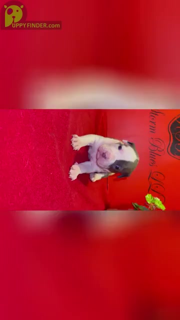 Video preview image #1 American Staffordshire Terrier Puppy For Sale in TRENTON, NJ, USA