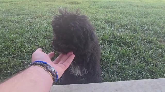 Video preview image #1 Poovanese Puppy For Sale in LEES SUMMIT, MO, USA