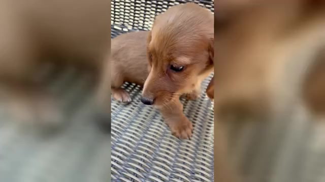 Video preview image #1 Dachshund Puppy For Sale in MADERA, CA, USA