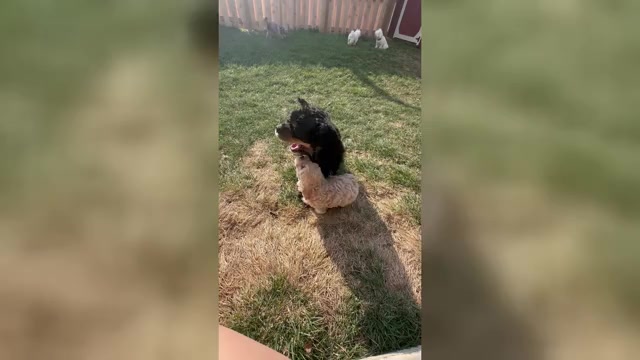 Video preview image #4 Cockapoo (Miniature) Puppy For Sale in GREENTOWN, IN, USA