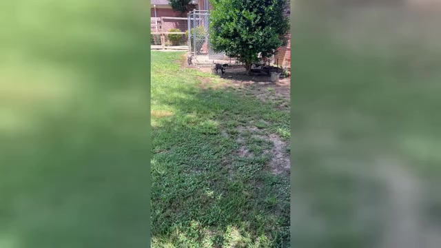 Video preview image #1 Great Dane Puppy For Sale in CLANTON, AL, USA