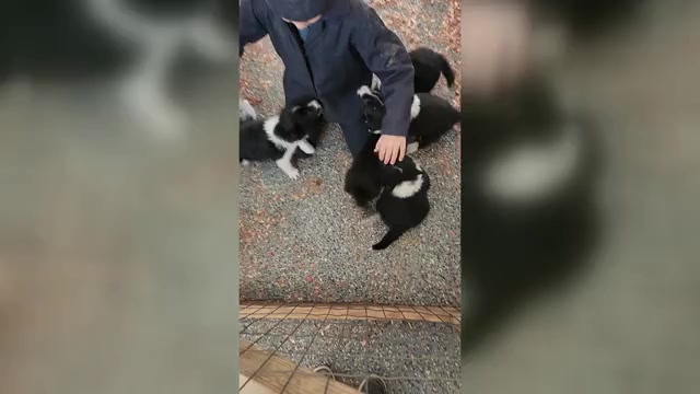 Video preview image #1 Border Collie Puppy For Sale in CARLISLE, KY, USA