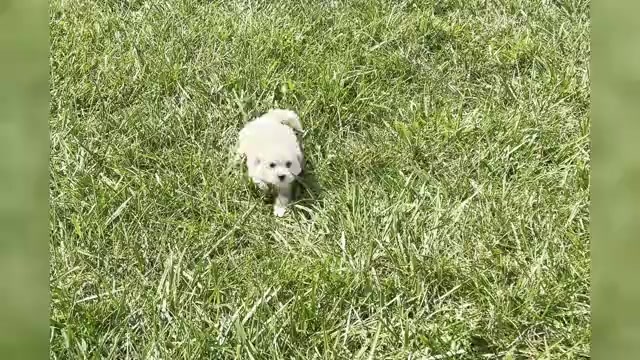 Video preview image #1 Maltipoo Puppy For Sale in WARSAW, IN, USA