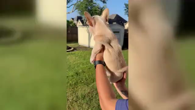 Video preview image #4 French Bulldog Puppy For Sale in IOWA COLONY, TX, USA