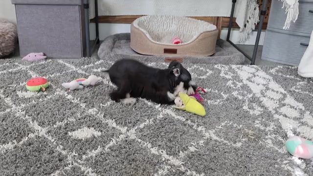 Video preview image #1 Schnauzer (Miniature) Puppy For Sale in SYRACUSE, IN, USA
