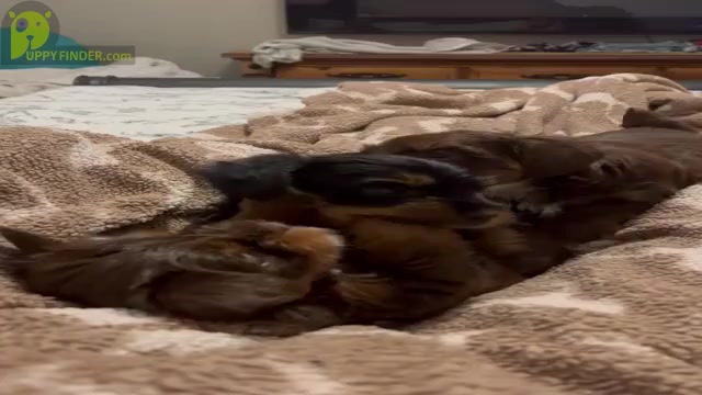 Video preview image #3 -Yorkshire Terrier Mix Puppy For Sale in APOLLO BEACH, FL, USA