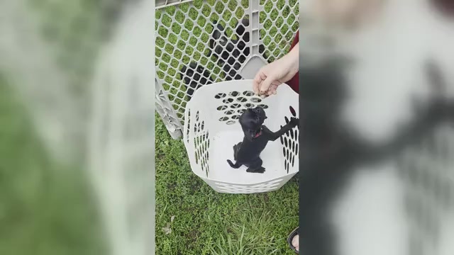 Video preview image #1 Pug Puppy For Sale in HILLSDALE, MI, USA