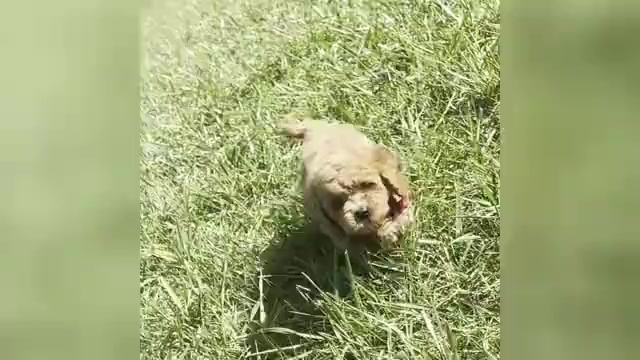 Video preview image #1 Poodle (Toy) Puppy For Sale in WARSAW, IN, USA