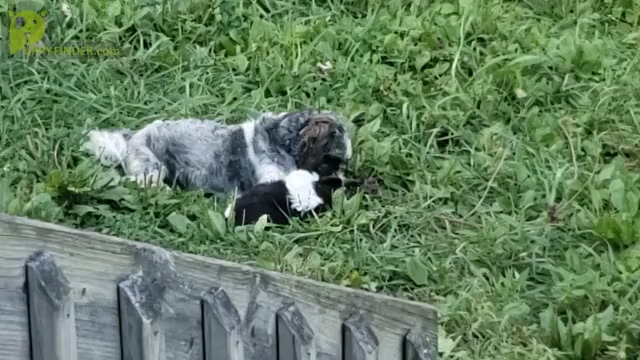 Video preview image #1 Shih Tzu Puppy For Sale in AKRON, OH, USA