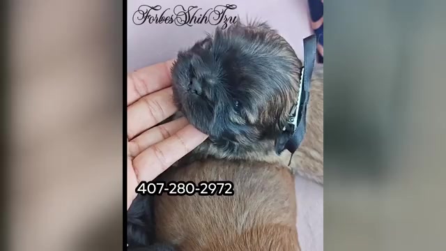 Video preview image #1 Shih Tzu Puppy For Sale in OCALA, FL, USA