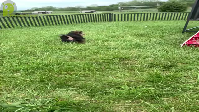 Video preview image #6 Morkie Puppy For Sale in WARSAW, IN, USA