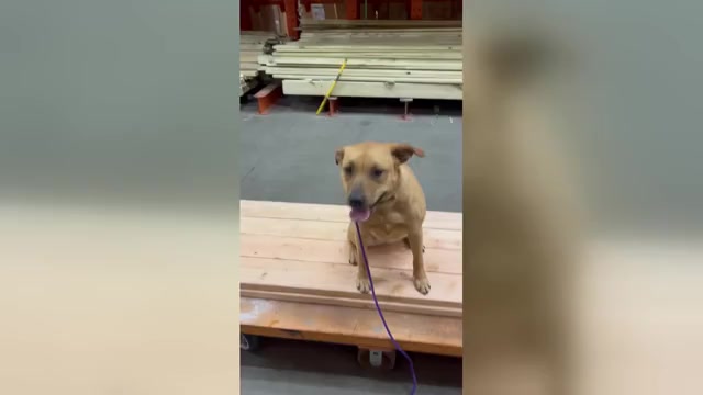 Video preview image #2 Catahoula Leopard Dog-Labrador Retriever Mix Puppy For Sale in MERIDEN, CT, USA