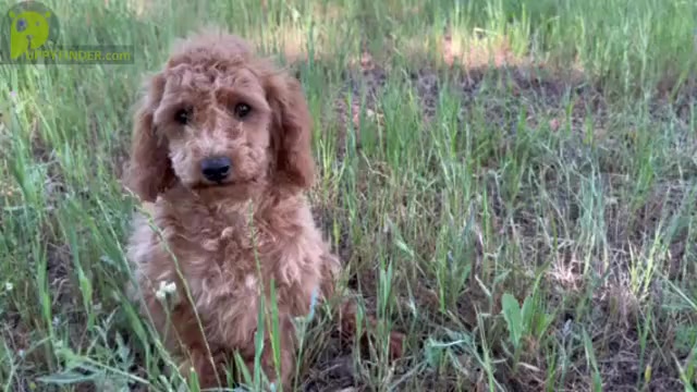 Video preview image #1 Poodle (Toy) Puppy For Sale in AUBURN, CA, USA