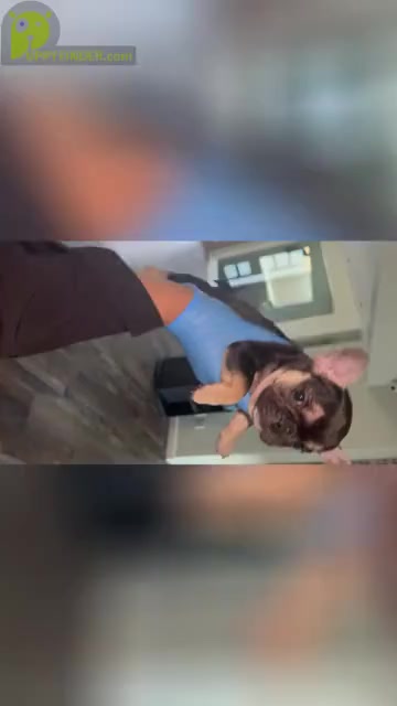 Video preview image #1 French Bulldog Puppy For Sale in FONTANA, CA, USA