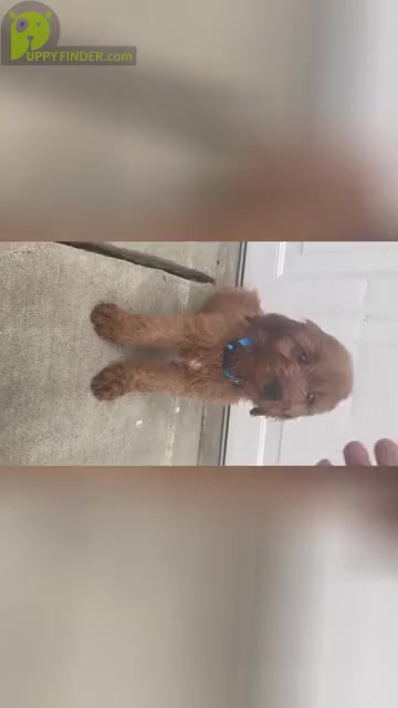 Video preview image #6 Goldendoodle (Miniature) Puppy For Sale in BAKERSFIELD, CA, USA