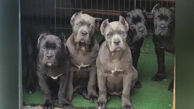 Video preview image #2 Cane Corso Puppy For Sale in GAFFNEY, SC, USA