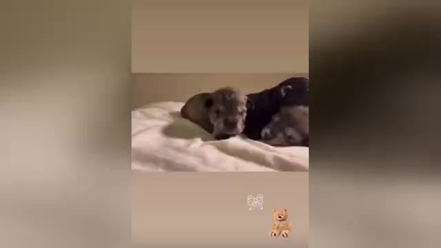 Video preview image #1 Schnauzer (Miniature) Puppy For Sale in LEHIGH ACRES, FL, USA