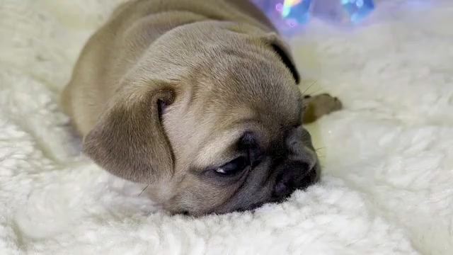 Video preview image #20 French Bulldog Puppy For Sale in WEXFORD, PA, USA