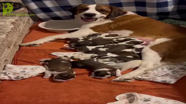 Video preview image #6 Saint Bernard Puppy For Sale in ODESSA, TX, USA