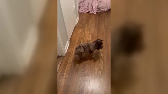 Video preview image #2 Cockapoo (Toy) Puppy For Sale in MEMPHIS, TN, USA