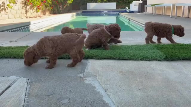 Video preview image #2  Breeder Profile in THOUSAND OAKS, CA, USA