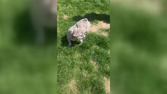 Video preview image #1 French Bulldog Puppy For Sale in NAUGATUCK, CT, USA
